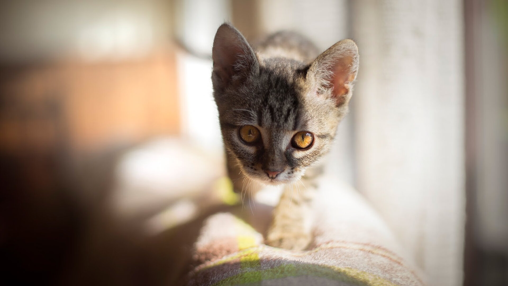 开云注册-中国女篮注重心理建设 提升比赛稳定性，中国女篮形势